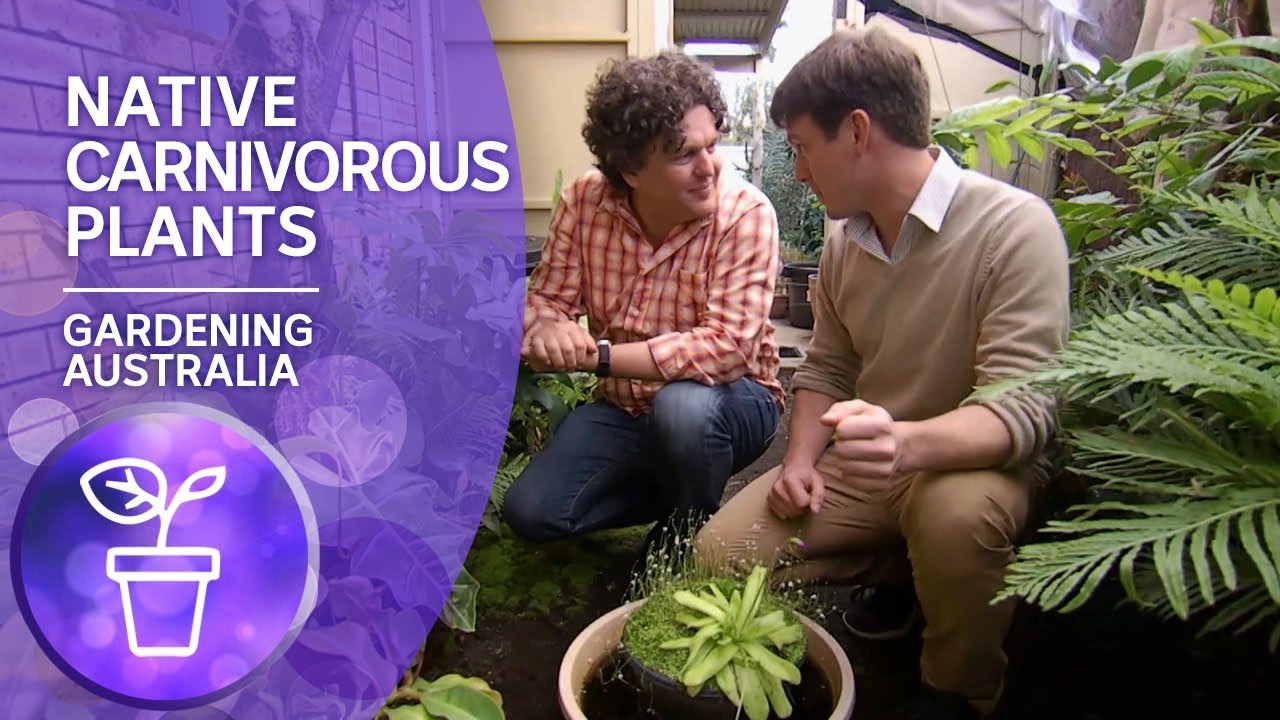 Native carnivorous plants