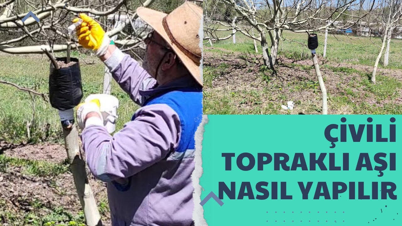 CEVİZ AĞACINA ÇİVİLİ TOPRAKLI AŞI NASIL YAPILIR ?