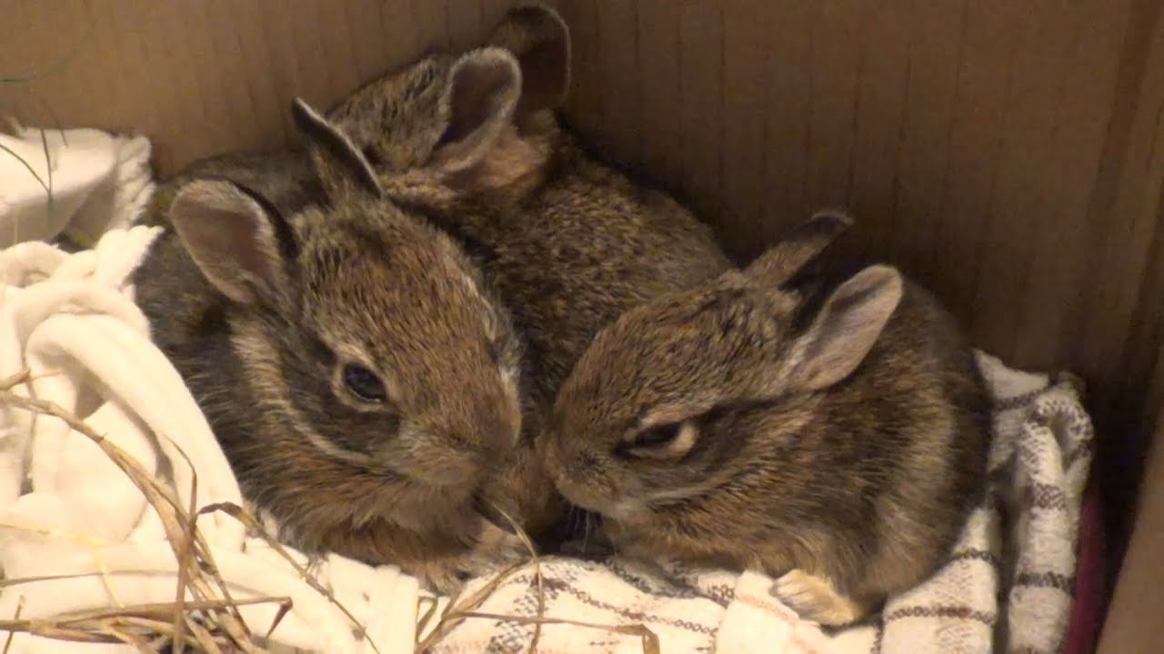Quartet of baby bunnies /Baby cottontail rescue