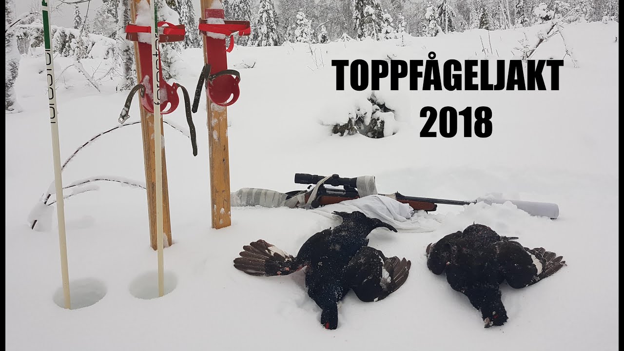Toppfågeljakt 2018