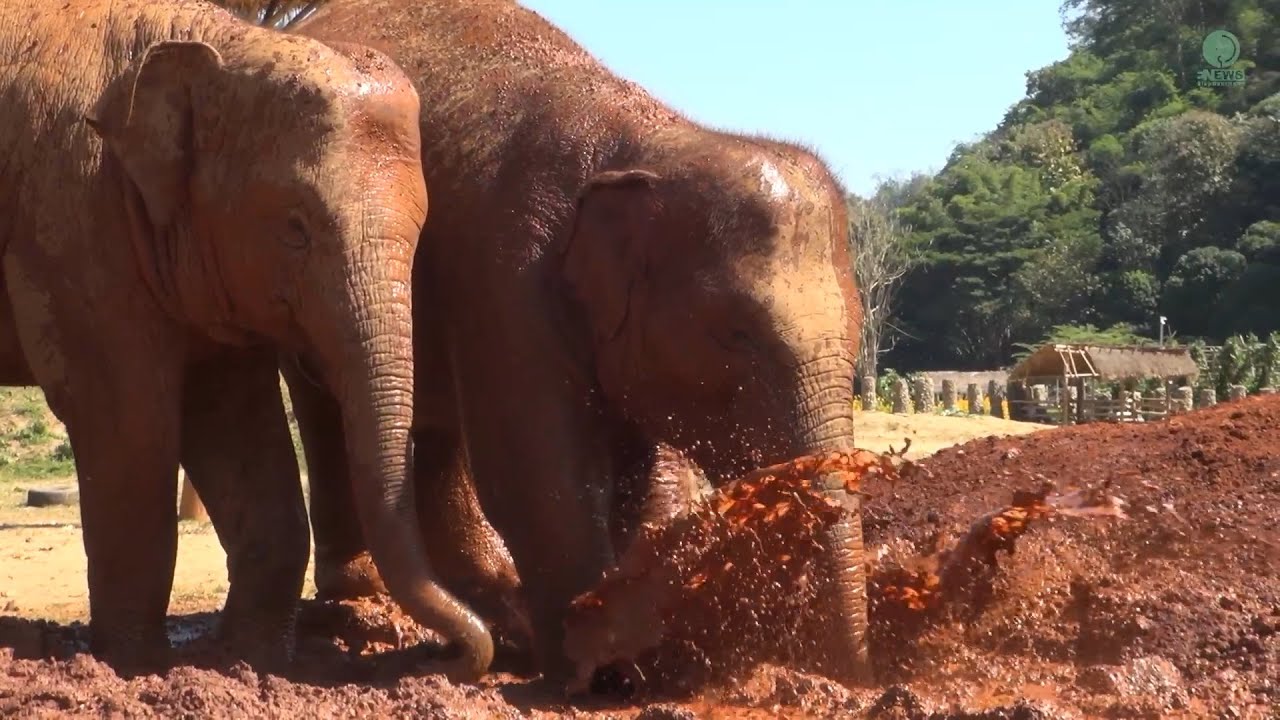 Baby Elephants Enjoy a Mud Bath Under the Winter Sun - ElephantNews