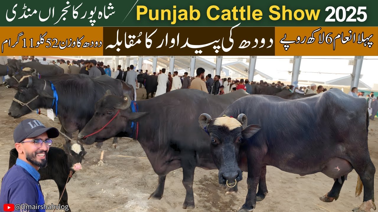 Cow Milk Competition Winner 2025 | 52 KG Milk Champion | Punjab Cattle Show
