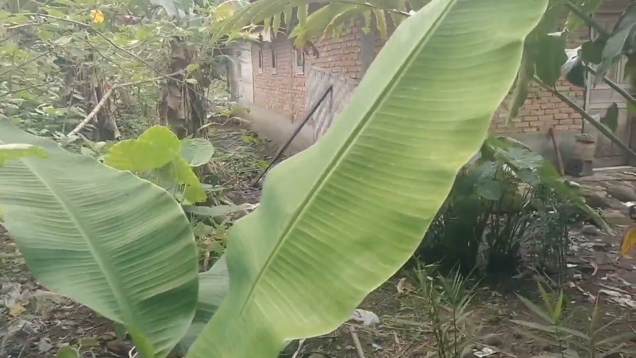 Petik sayur dan terus masak buat berbuka