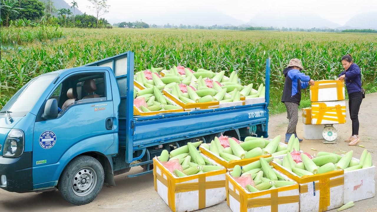 Use Truck To Harvest Many Corn - Selling Boiled Corn At The Countryside Market | My Farm / Đào