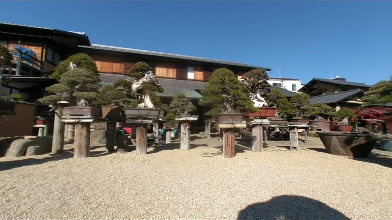 春花園盆栽美術館 / Outdoor bonsai display at Shunkaen Bonsai Museum, Tokyo, Japan