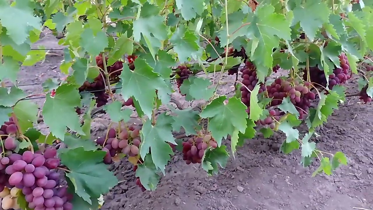 Стан виноградника на 07.09.2025