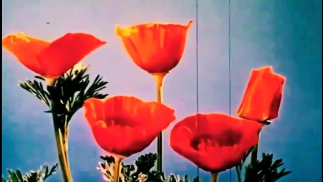Hidra - Aynı Dündeyiz (Slowed Down + Reverbed)