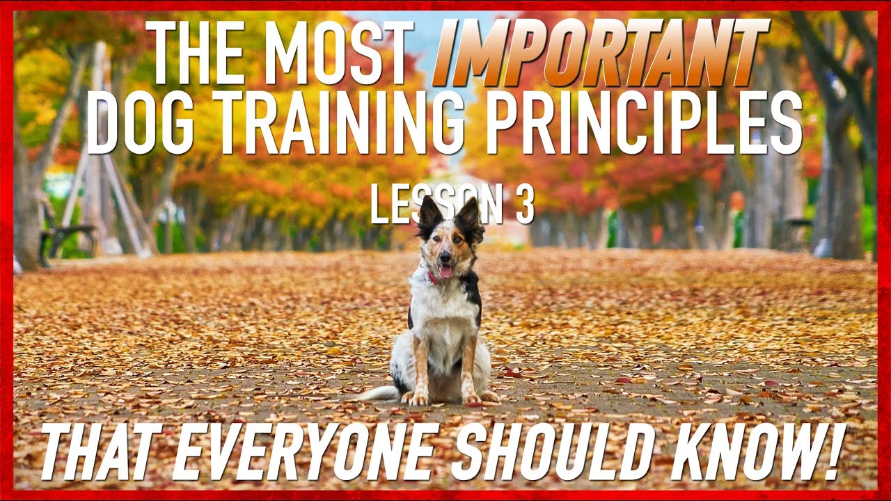 The Most Important Dog Training Principles.