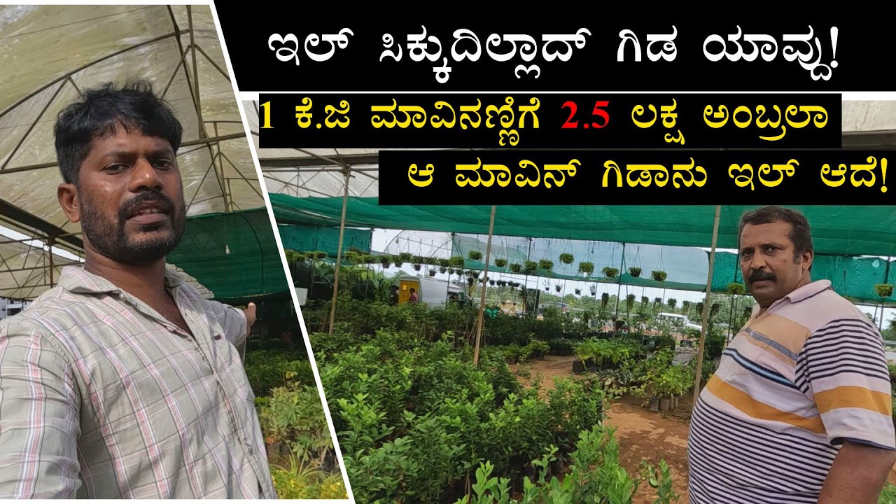 ಇಲ್ ಸಿಕ್ಕುದಿಲ್ಲಾದ್ ಗಿಡ ಯಾವ್ದು! | plant nursery tour
