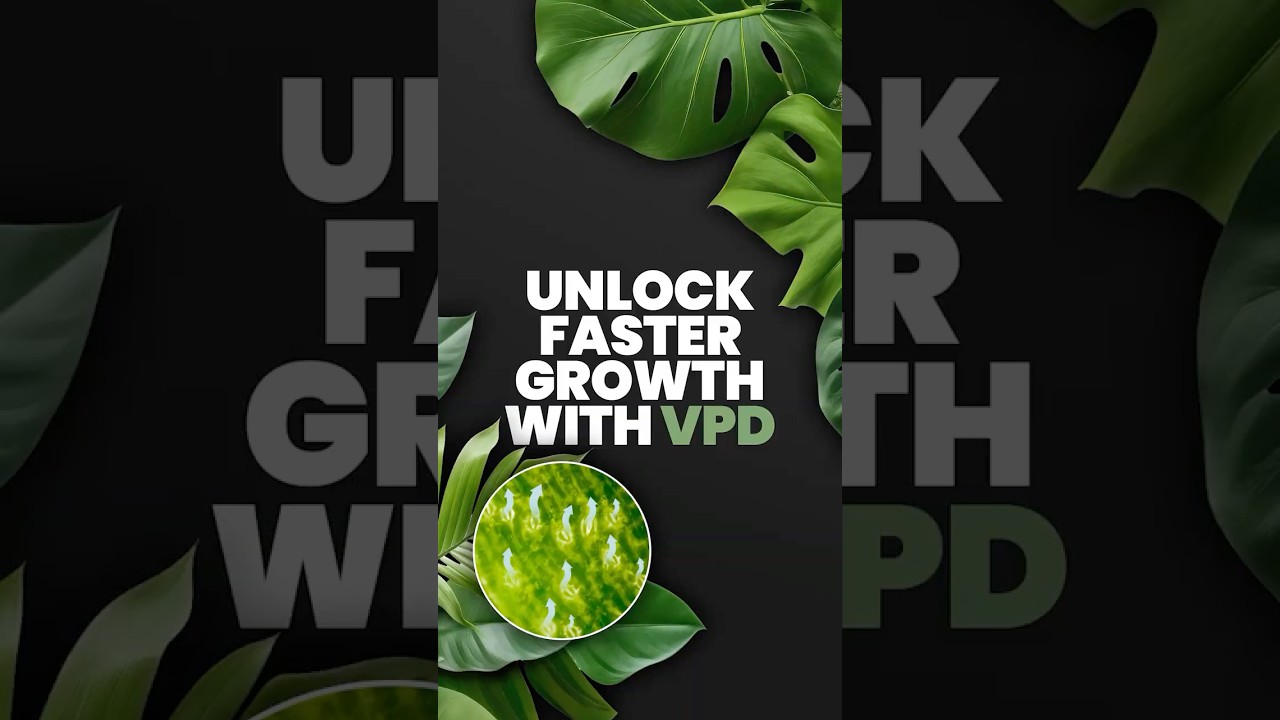 What Is VPD? | How Vapor Pressure Deficit Affects Plant Growth | One Minute Wednesday