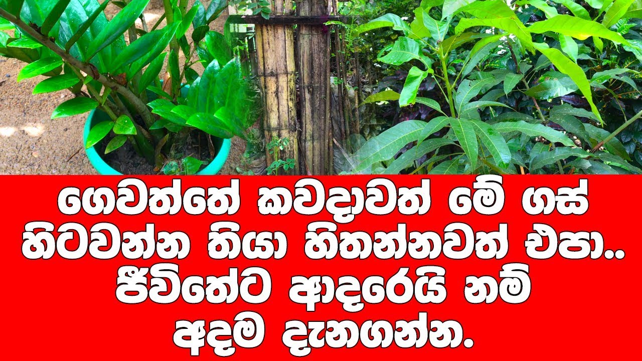 ඔබගේ ගෙවත්තේ කවදාවත් මේ ගස් හිටවන්න එපා!