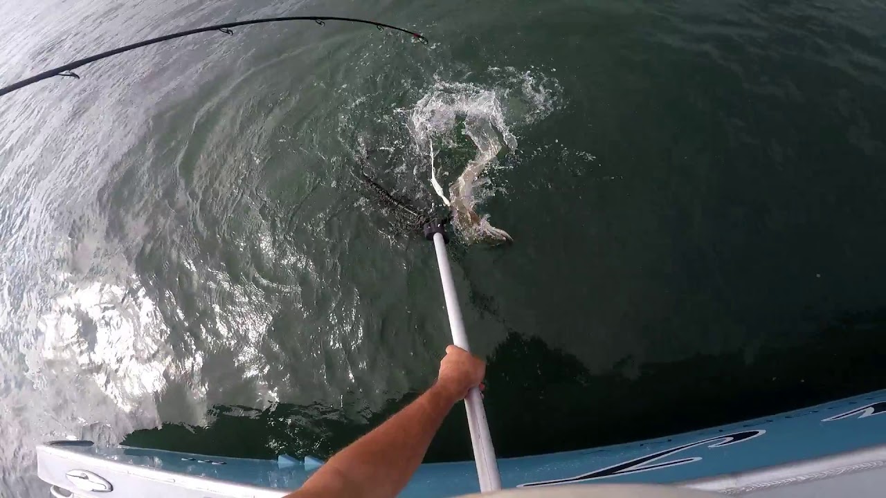 Long Island Tarpon (Maybe) and Fluke/Summer Flounder/Sea Bass