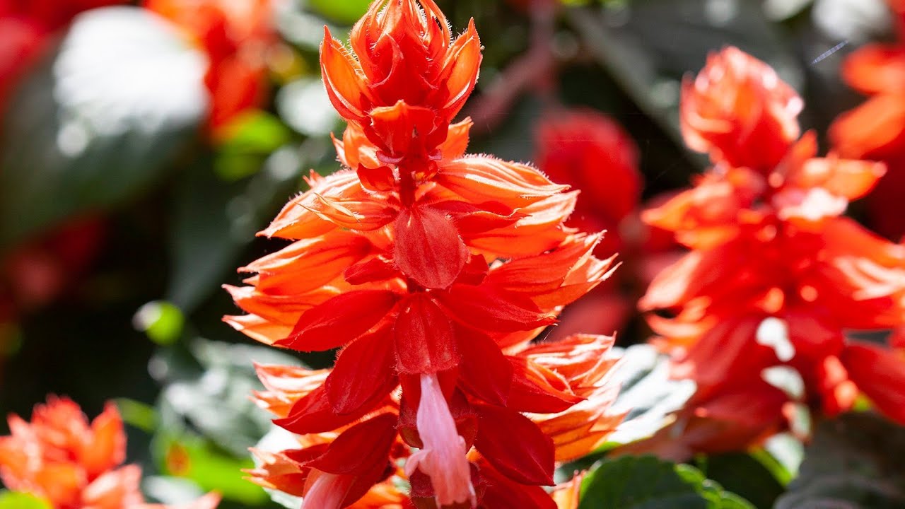 Salvia splendens, Canna. Walk, Balkans, Belgrade, Serbia, Relaxing, Journey, Plants and Flowers,