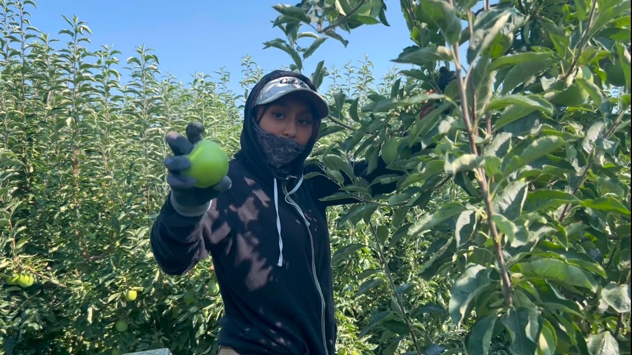 ￼descuate de la manzana verde en el estado de Washington