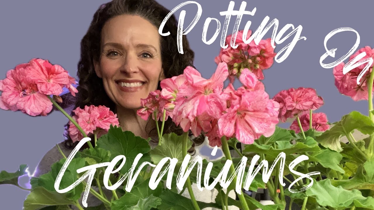 Winter Gardening: Potting On Geraniums and Forcing Amaryllis