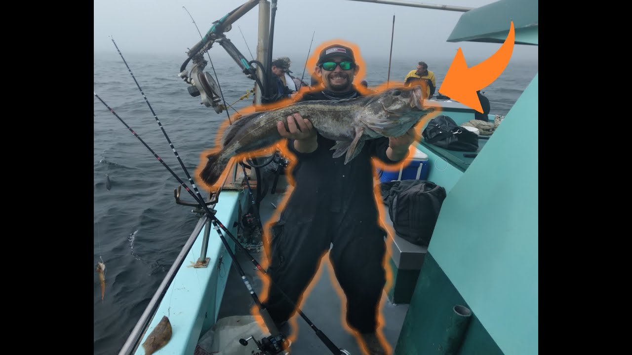 LIVE-BAIT for HUGE LINGCOD!!/NEW SEA ANGLER/BODEGA BAY