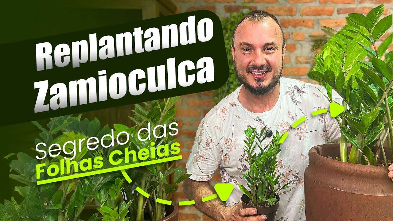 COMO REPLANTAR ZAMIOCULCAS para explodir de FOLHAS o ano todo