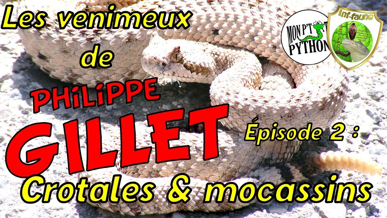 PHILIPPE GILLET nous présente ses SERPENTS VENIMEUX (partie 2) - Mocassins & Crotales
