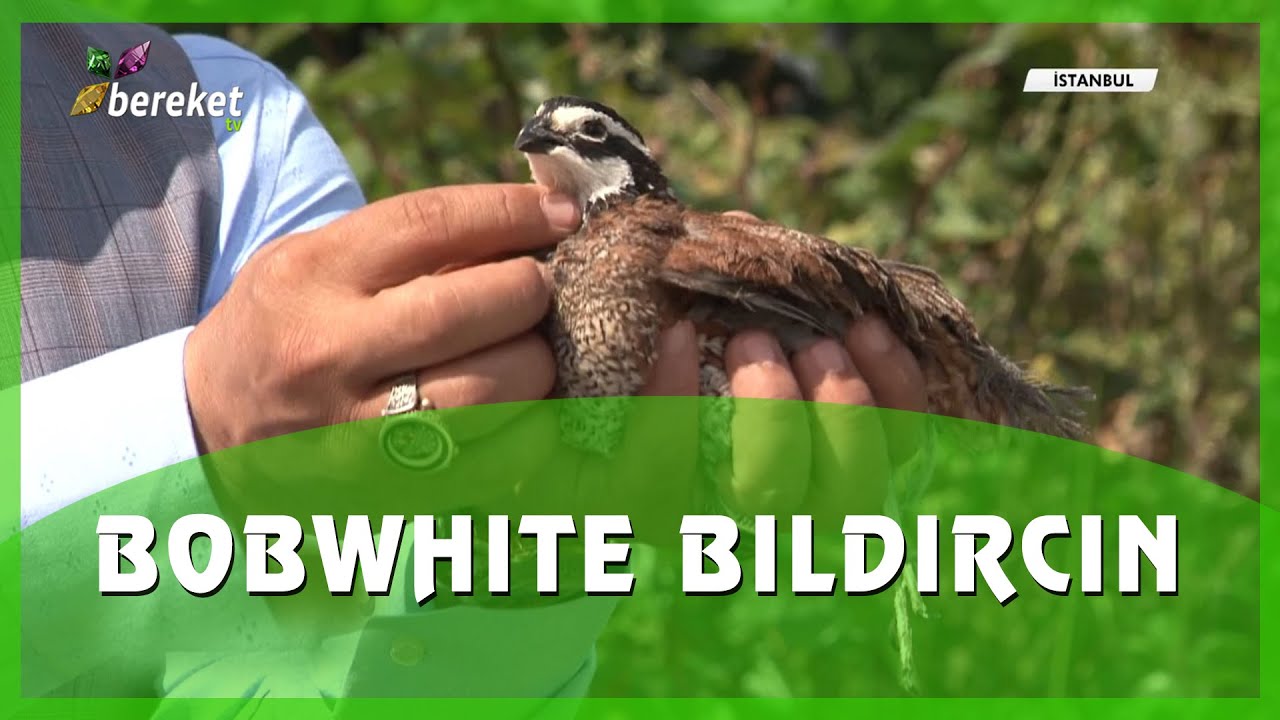 Bobwhite Bıldırcının Özellikleri