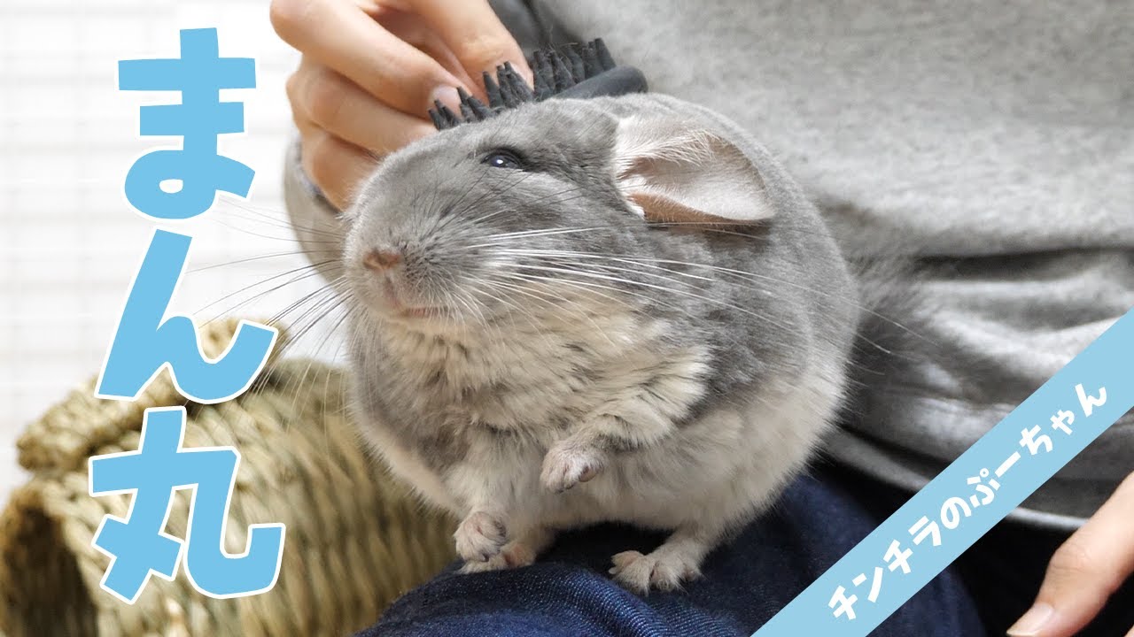 ブラッシングでまん丸になるチンチラが可愛い！