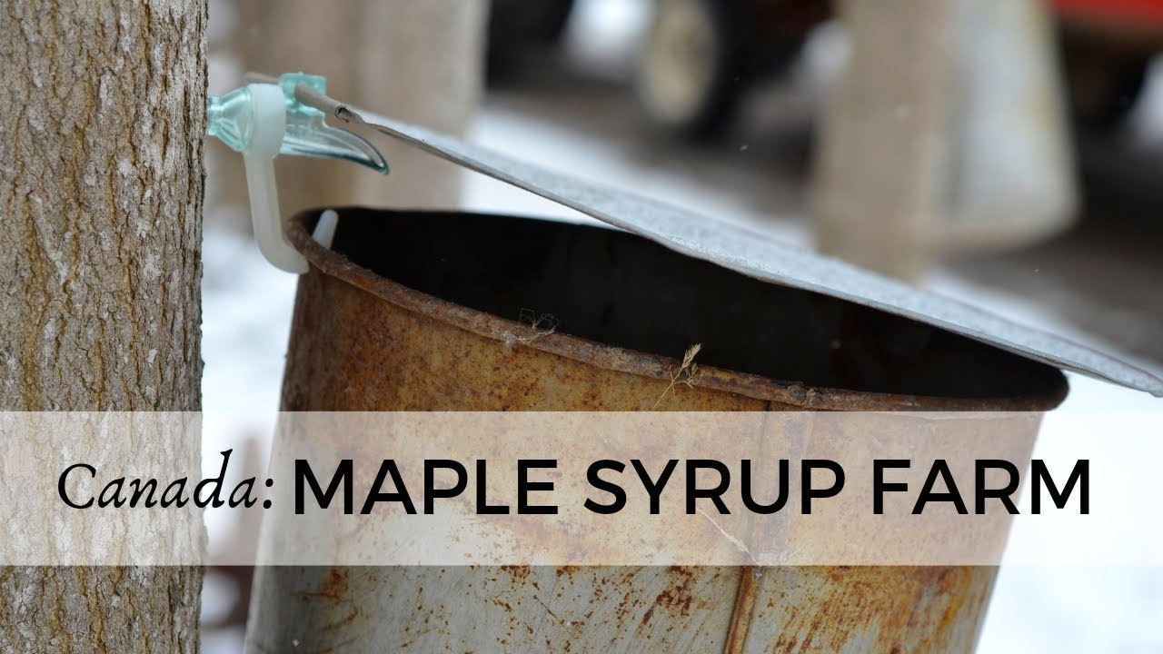 Maple Syrup Farm near London • Ontario • Canada