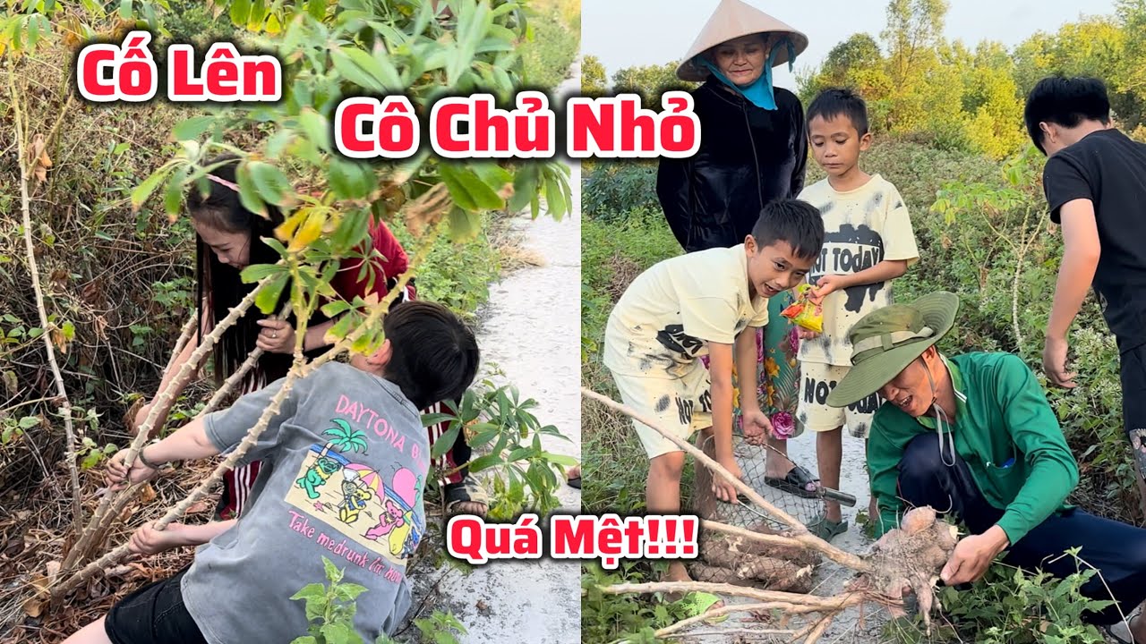 Cô Chủ Nhỏ Và Tài Tí Tẹo Vật Vã Với Cây Khoai Mì Khổng Lồ - Buổi Chiều Rộn Rã Cùng Các Danh Hài