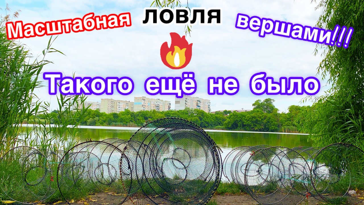 Масштабная ловля рыбы вершами-мордами. Такого ещё не было. Приманки для верша-морд. Рыбалка)
