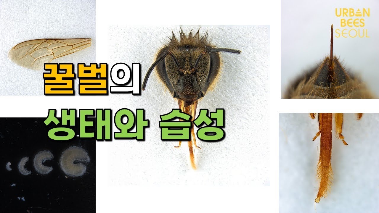 양봉을 하려면 꿀벌의 생태와 습성을 알고 시작해 보세요! 