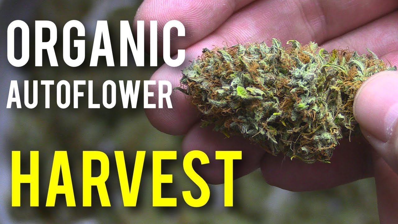 ORGANIC AUTOFLOWER HARVEST! - INDOOR MARIJUANA GROW