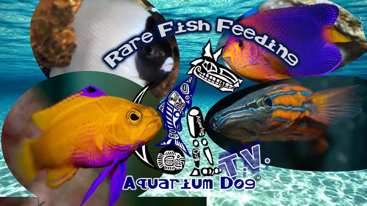 Masked Angel,Flathead Perch,Gramma Dejongi,interruptus Angel, Fish Feed, Todd Gardner & Aquarium Dog