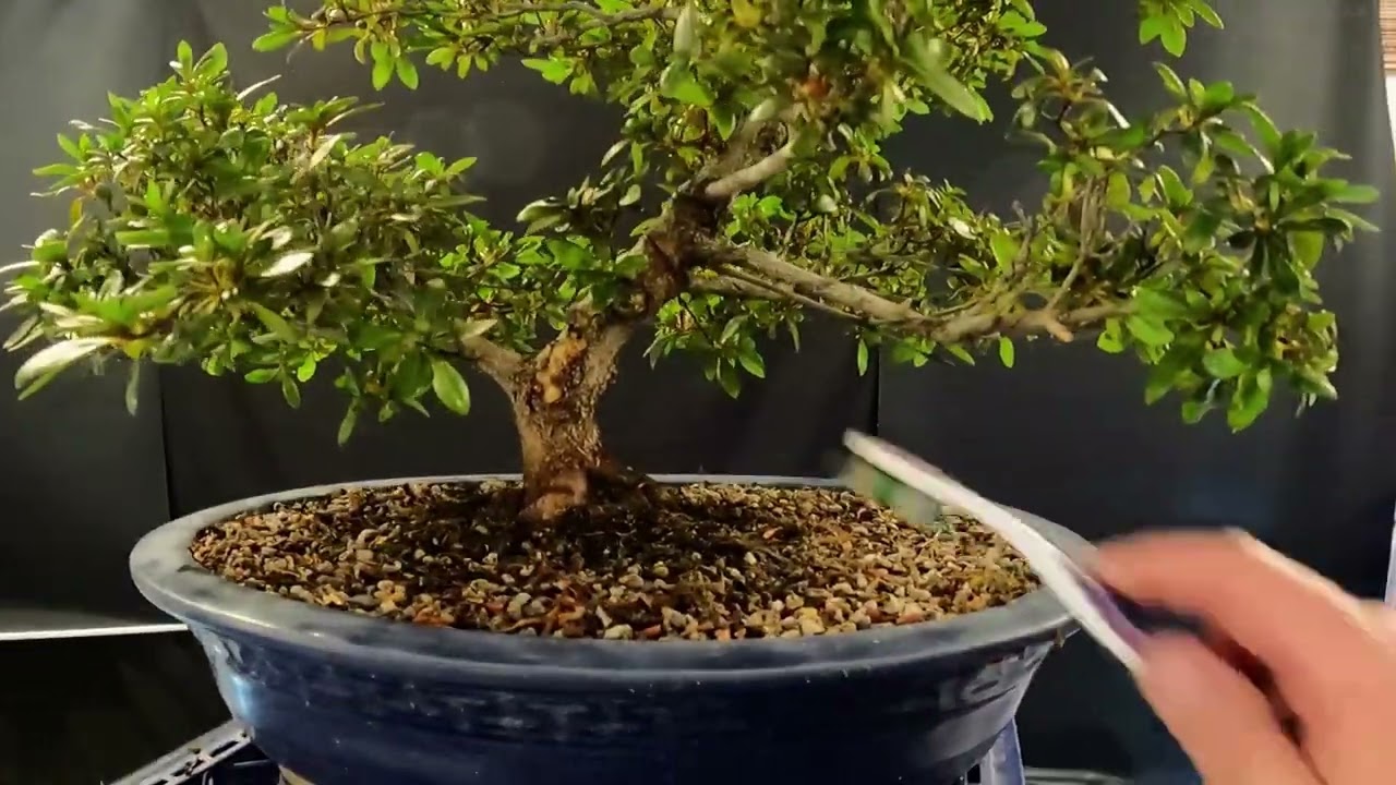 Satsuki Azalea Bonsai Basics Episode 36      08 09 24