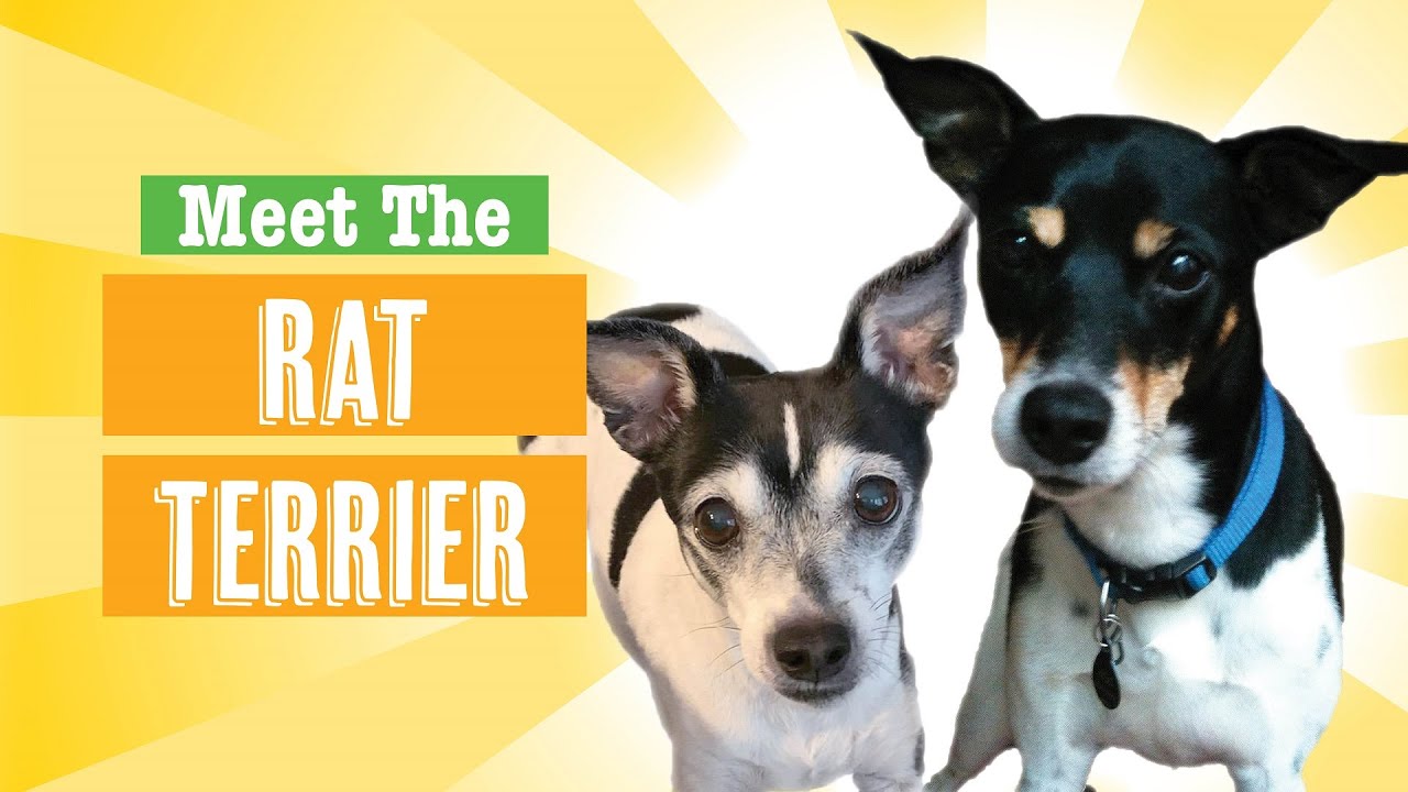 Rat Terrier Dog Breed