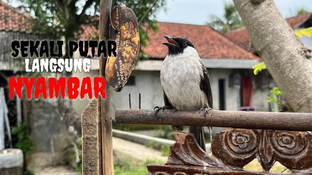 MASTERAN TERBAIK Kutilang Gacor Full Isian MEWAH dengan irama lagu volume pedas bikin Kutilang Ribut