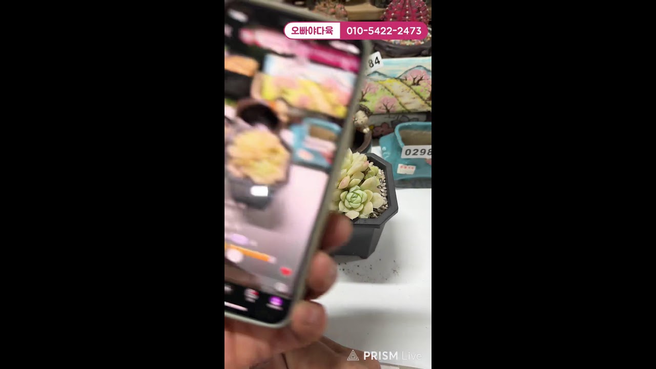 ⭐️오빠야다육⭐️다육이는 사랑입니다! 오빠야랑 즐겁게 놀아요 #다육이 #화분 #중고분