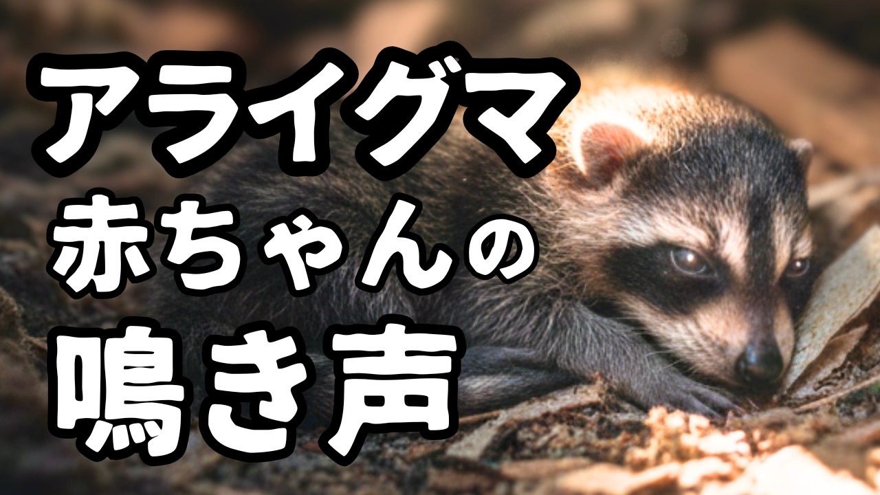 【埼玉】屋根裏でアライグマの子供の鳴き声が…親子でいます。凶暴・違法なので自分で捕獲NG！
