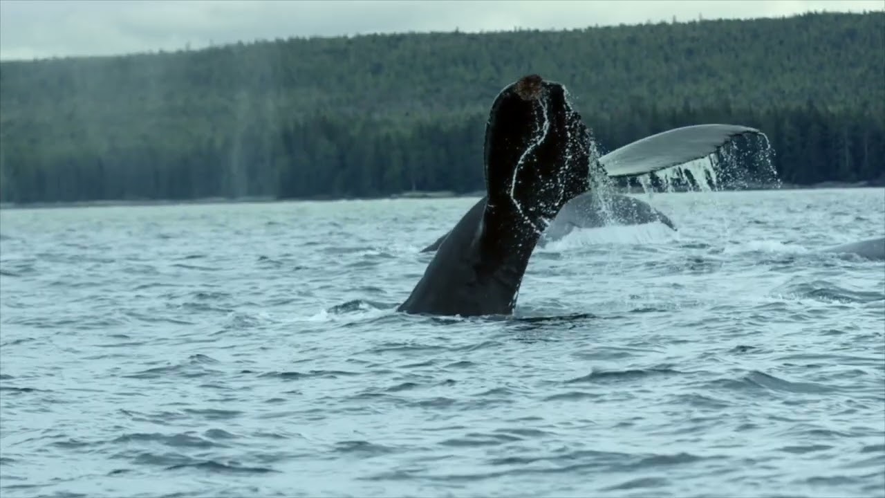 BC Parks Foundation - Parks Contain the Magic of Life