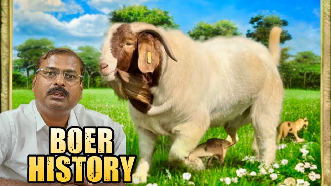 History of Full Blood South African Boer Goats by MD Genetics, Maharashtra