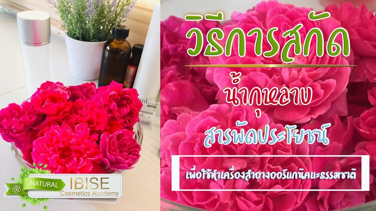 วิธีสกัดน้ำกุหลาบสารพัดประโยชน์ เพื่อใช้ทำเครื่องสำอางออร์แกนิคและธรรมชาติ