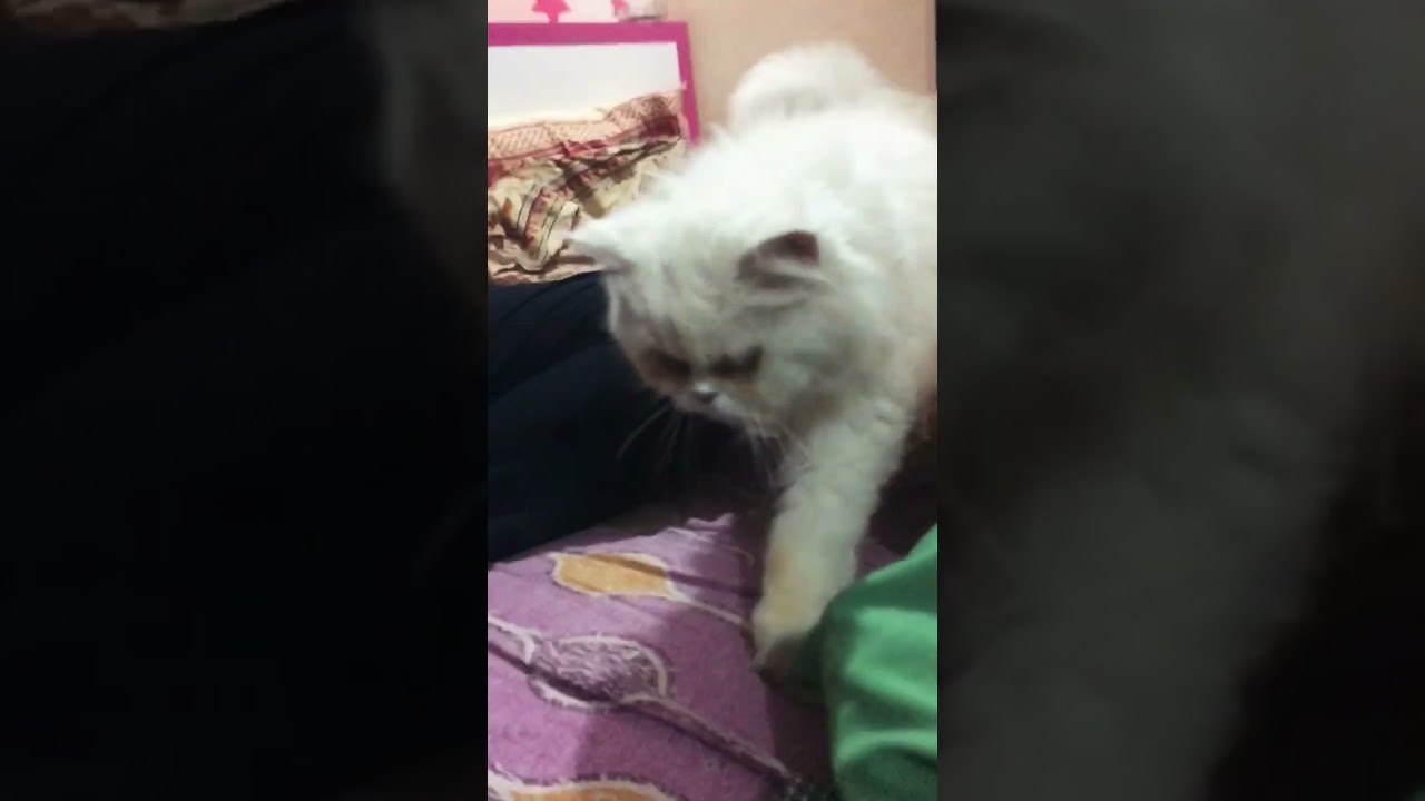Funny snowbell