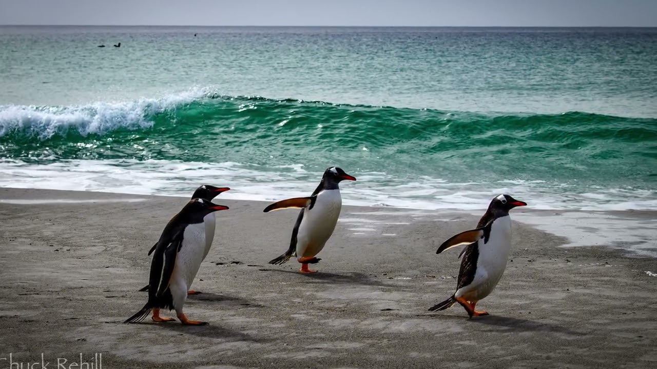 Viking Jupiter South America & the Chilean Fjords, Falkland Islands  December 26, 2025