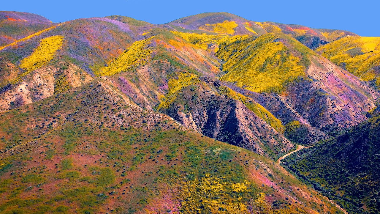 Wildflowers Super Bloom 2023 in Carrizo Plain National Monument / 4K Drone Video