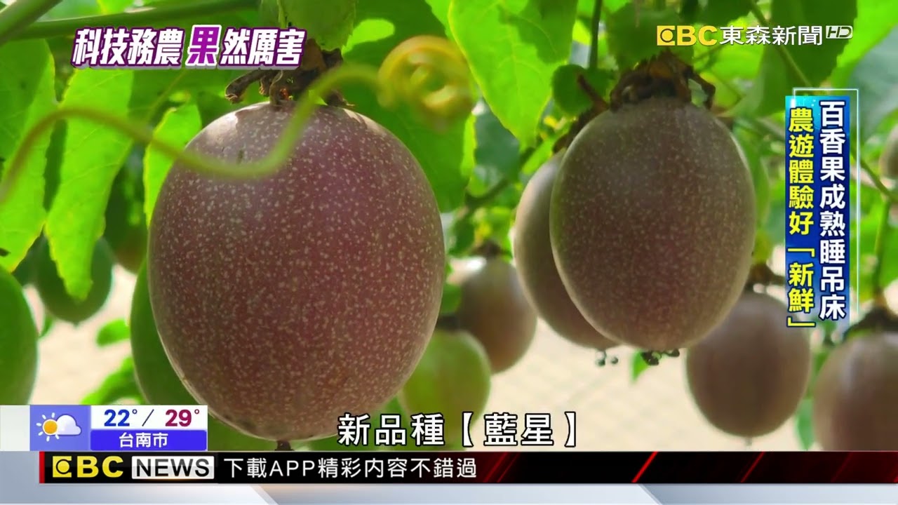 工程師務農調節產季 平地百香果提早豐收@newsebc