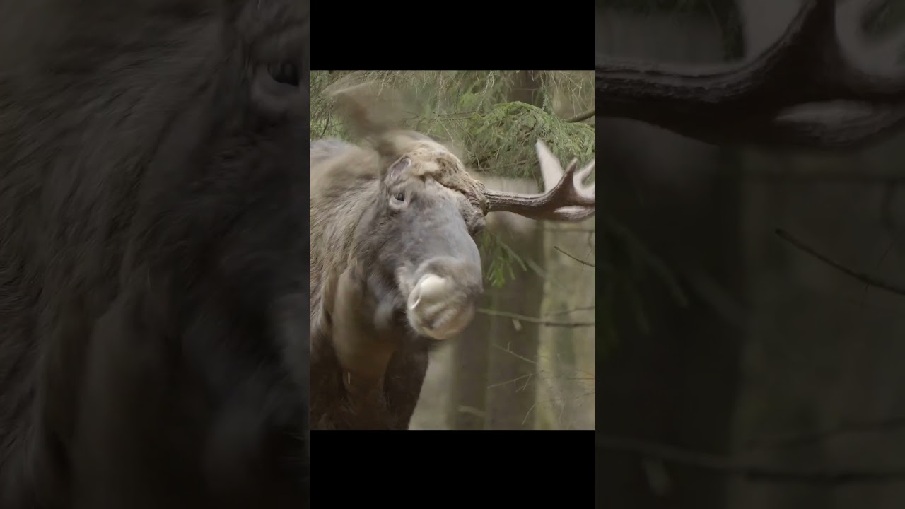 The moose sheds its second horn.  #shots #wildlife #animals