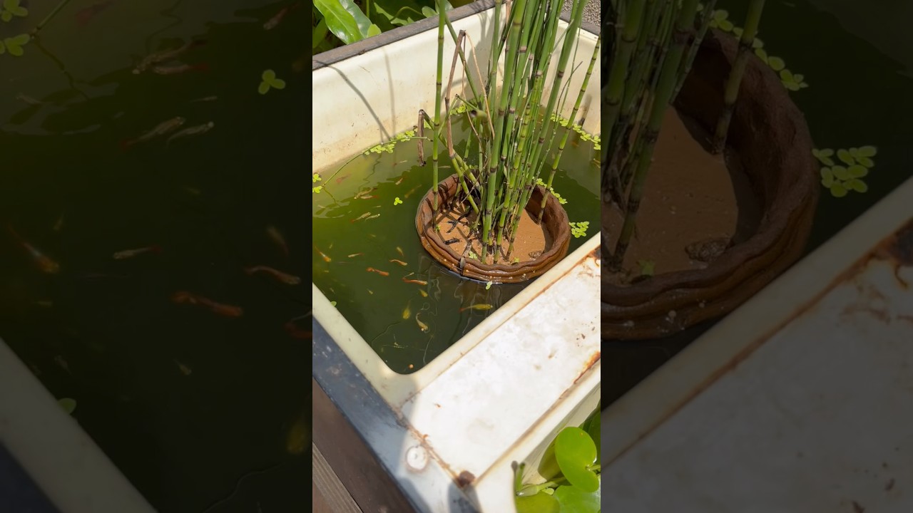 🥰🥰🥰 Guppy Fish Pond with water plants 
