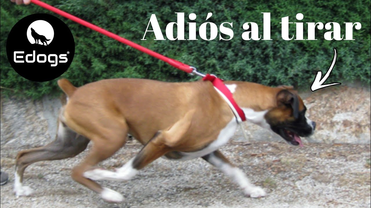 ¡ENSEÑA A TU PERRO A CAMINAR JUNTO! 100% EFICAZ - HOW TO USE A SLIP LEAD