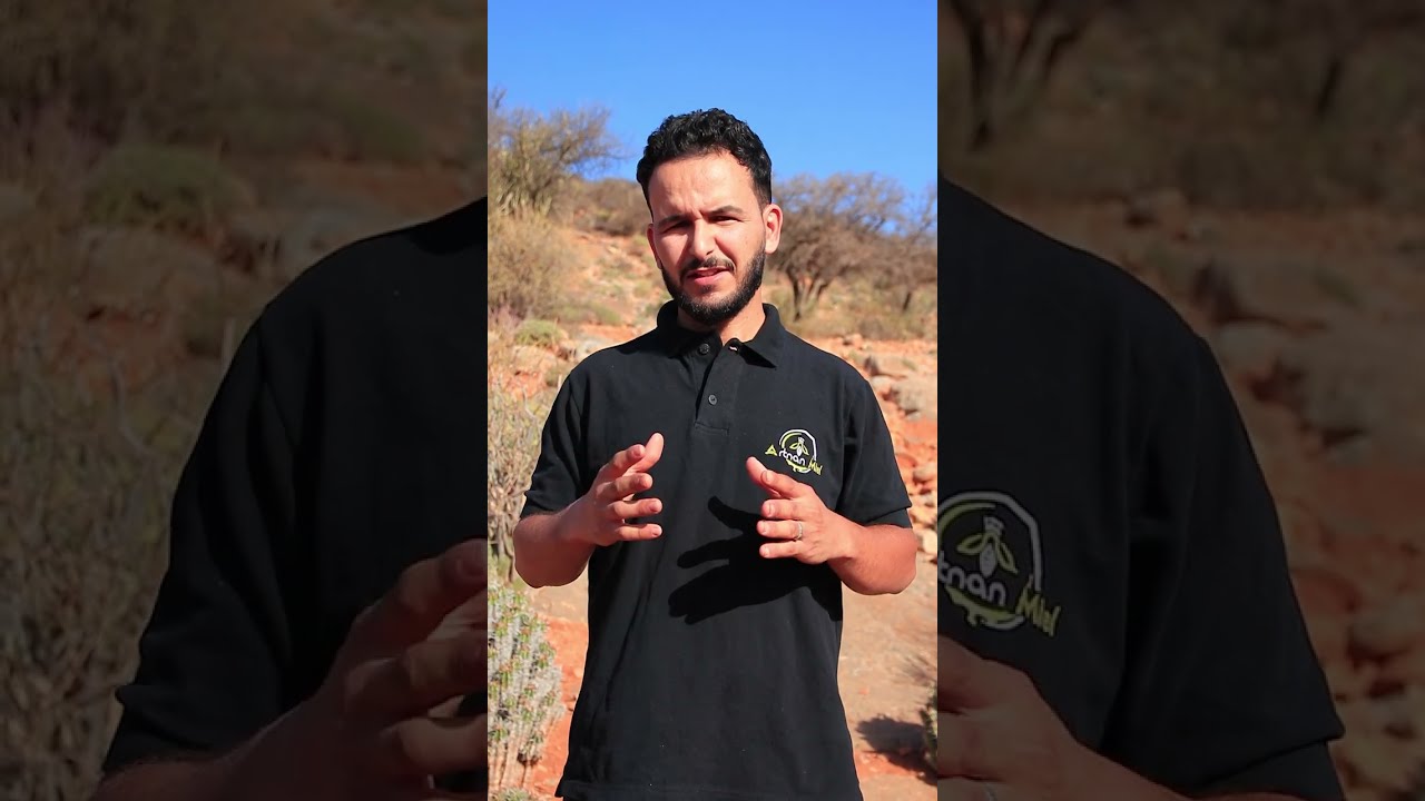 عسل الدغموس فوائده وأضراره وطريقة استعماله☘ من جبال أيت بعمران  🍯