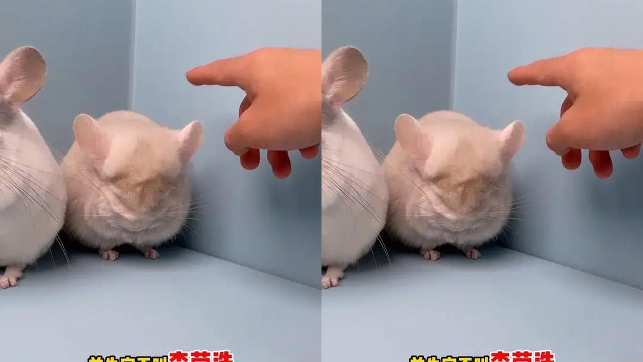 Introduce this little chinchilla who likes to pretend to sleep all day