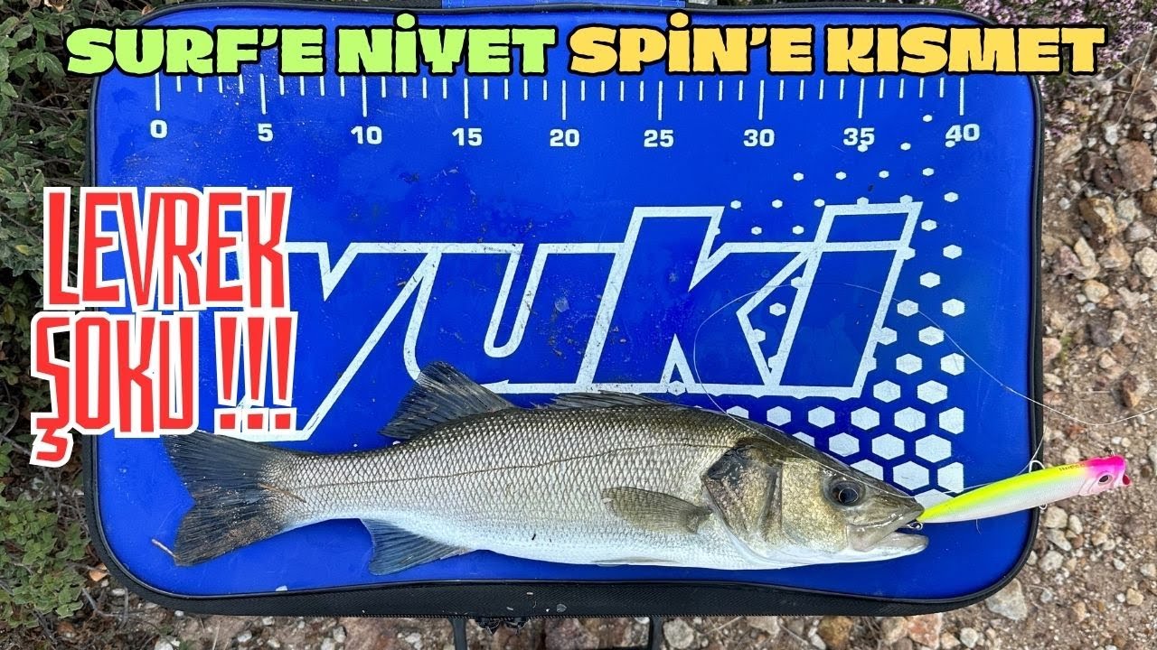 AYVALIK LEVREK ŞOKU | YEMLİ BALIK YOK SPİN'DE LEVREK ALDIM #fishing #spin #balıkavı #fishing