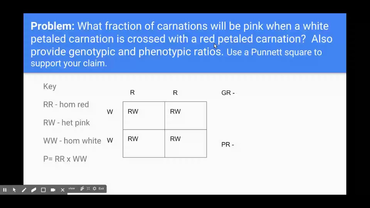Genotypic and Phenotypic Ratios