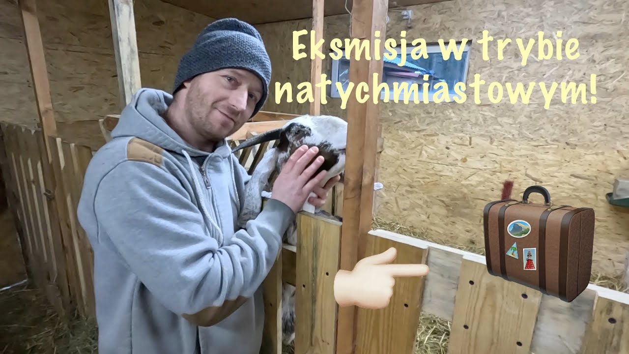 V11 PRZEPROWADZKA ! Czy hodowla kóz jest łatwa !?